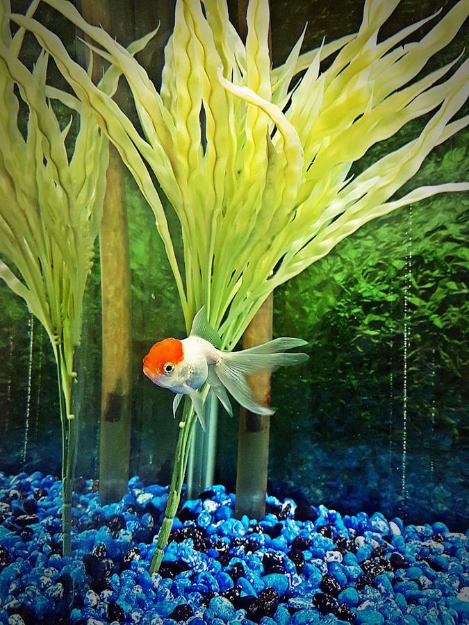 Hotel Aquarium Riyadh